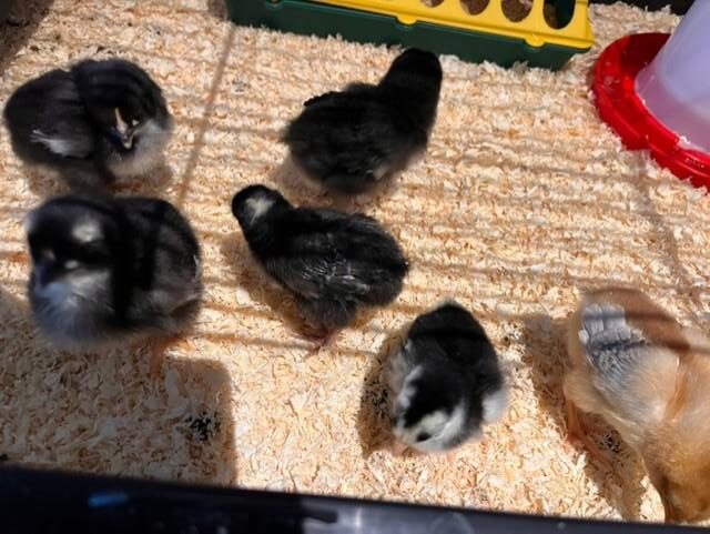 baby-chicks