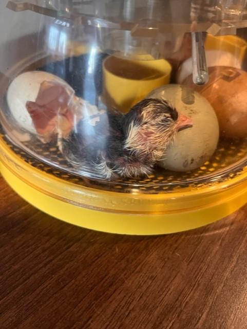 chicks-hatching