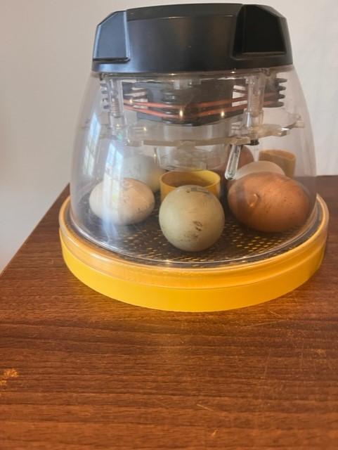 egg-incubator