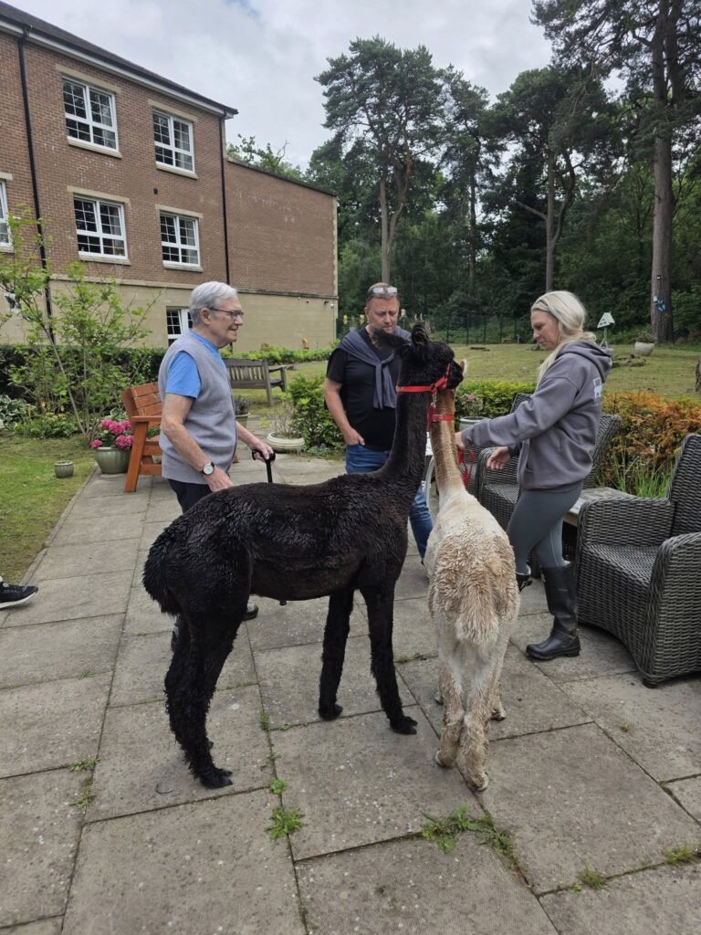 llamas-at-care-home