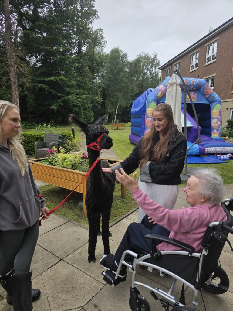resident-meeting-a-llama