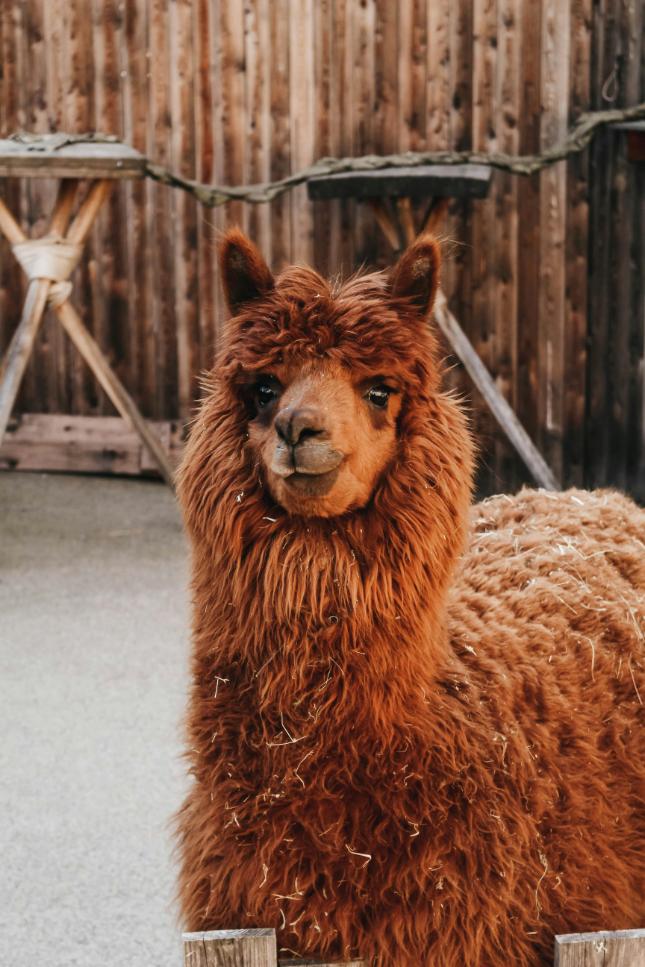 llama