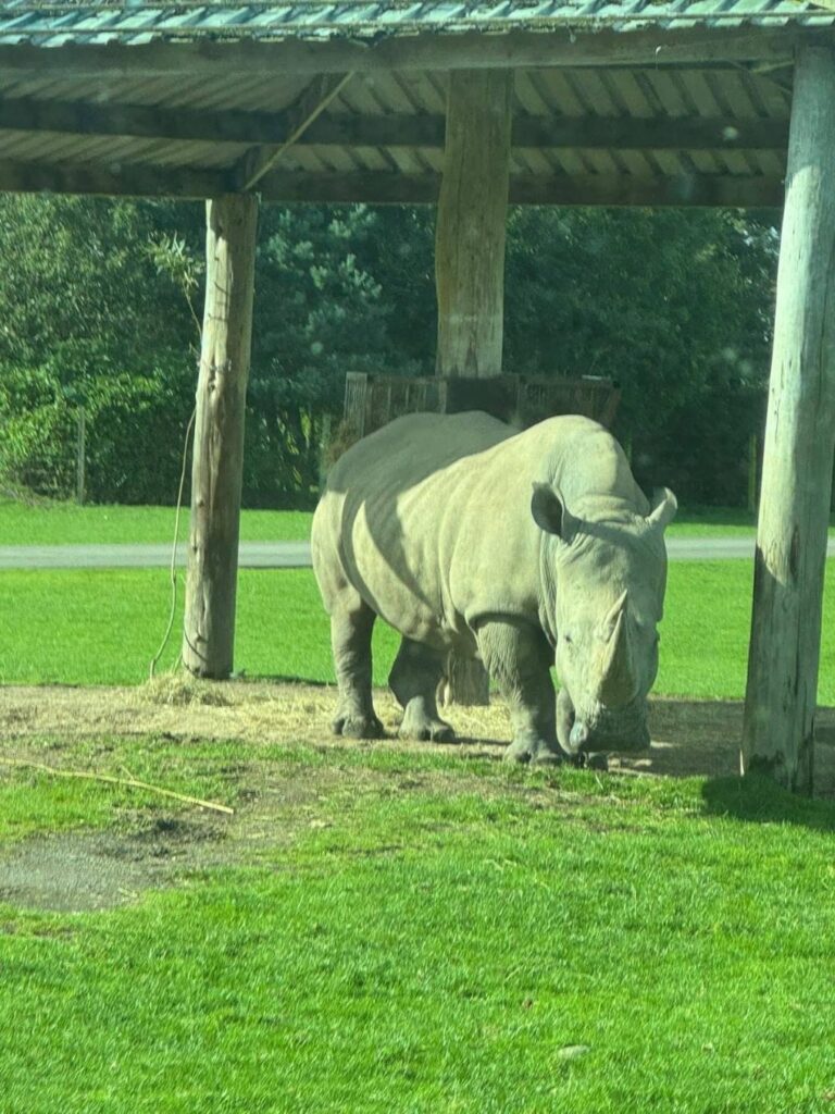 rhino at a zoo