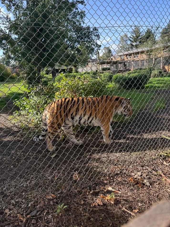 tiger in a zoo cage